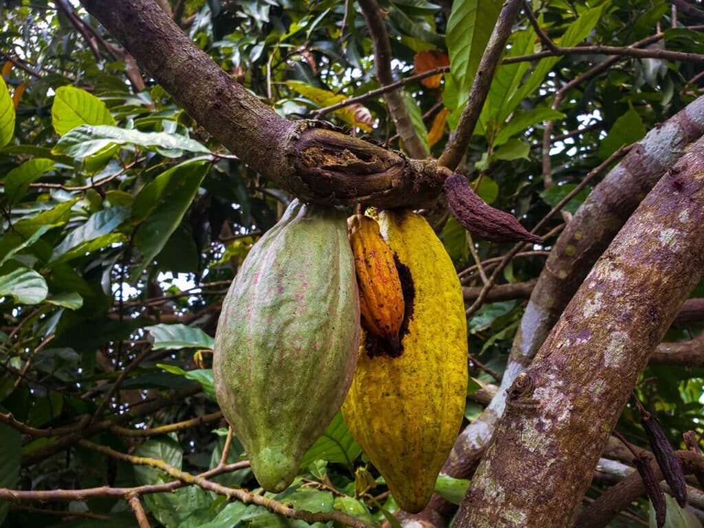 Rijpe cacaovruchten aan de cacaoboom in een plantage
