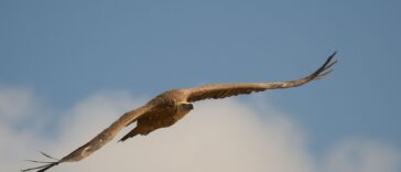 Roofvogel die een schildpad in de lucht vasthoudt, verwijzend naar de dood van Aeschylus