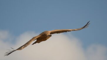 Roofvogel die een schildpad in de lucht vasthoudt, verwijzend naar de dood van Aeschylus