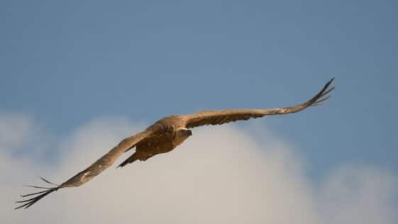 Roofvogel die een schildpad in de lucht vasthoudt, verwijzend naar de dood van Aeschylus