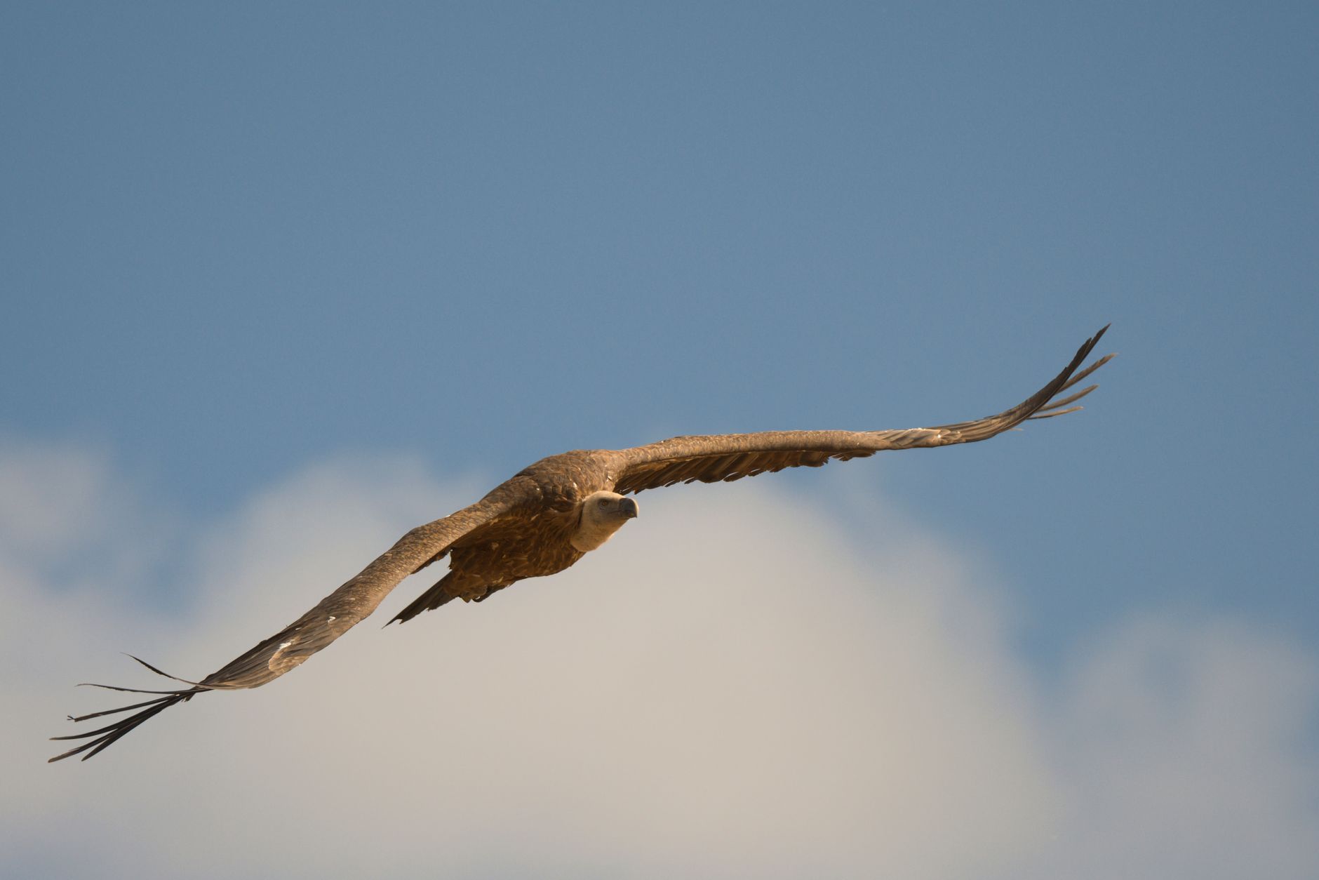 Roofvogel die een schildpad in de lucht vasthoudt, verwijzend naar de dood van Aeschylus